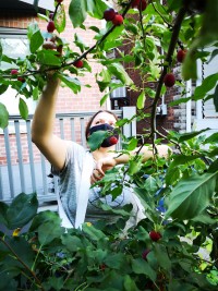 Not Far From The Tree picker